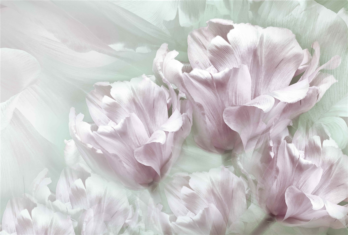 Fototapeten Großartige, große, weiße und lila Blüten