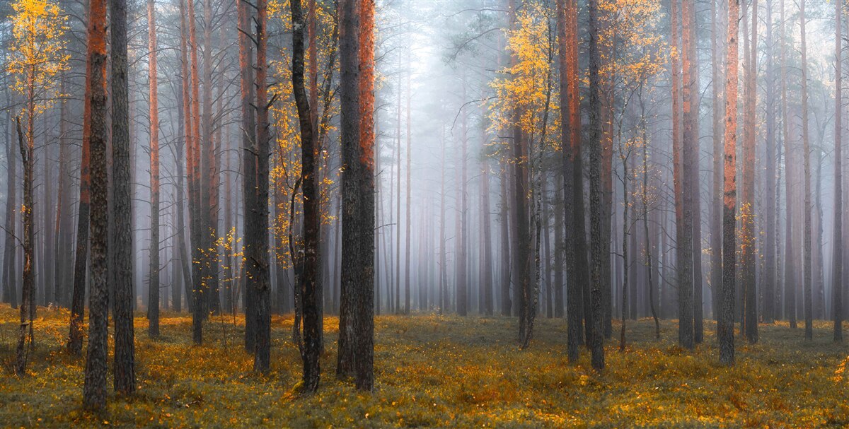 Fototapeten Dicker Nebel ist im Wald gewickelt