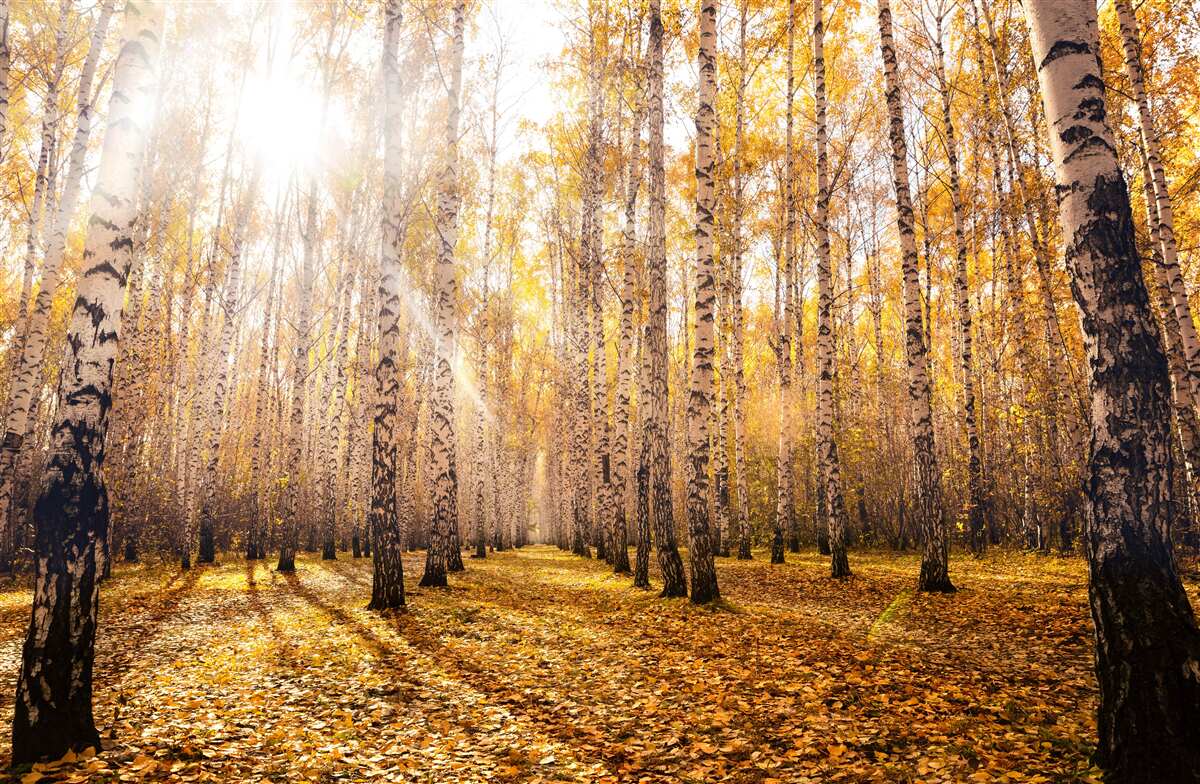 Fototapeten Er blitzte im Dawn Autumn Grove