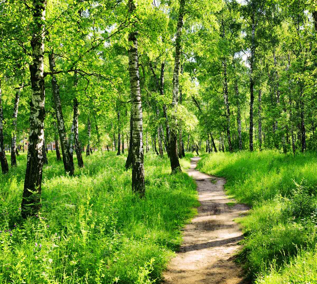 Fototapeten Weg durch den Birkenhain
