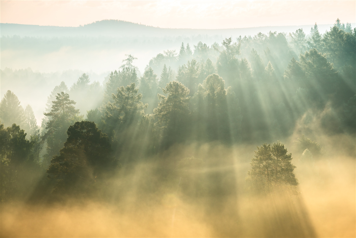 Fototapeten Im Wald wird dicker Nebel unter dem Einfluss der Sonne abgelenkt