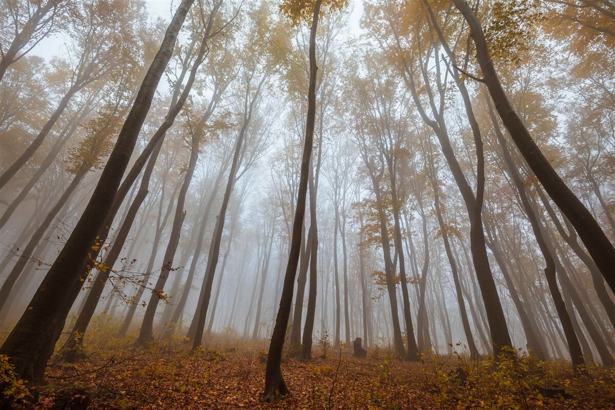 Fototapeten schlanke, hohe Bäume im Herbst