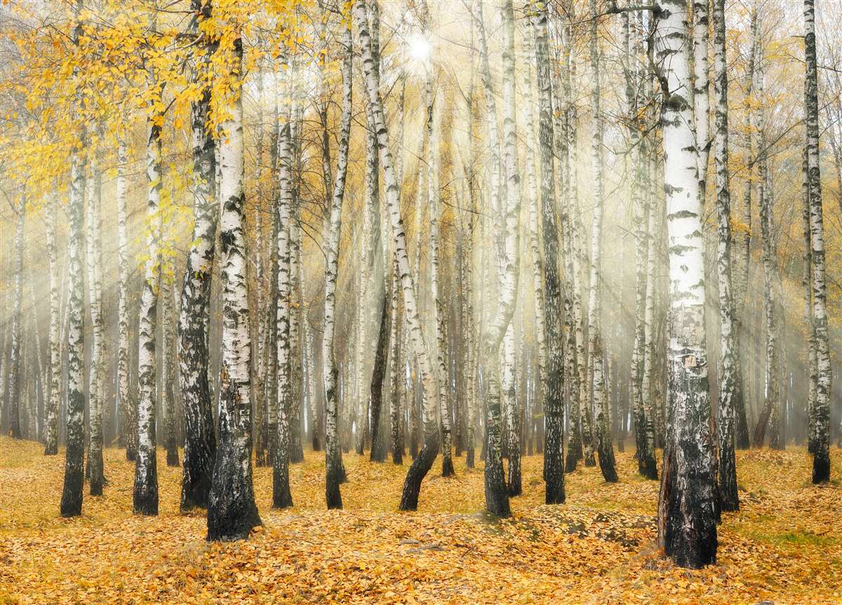 Fototapeten Herbstbirkenblätter im Herbstwald
