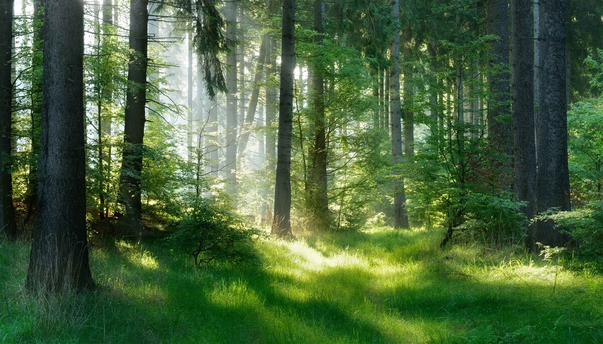 Fototapeten Morgen im Wald, umgeben von Grün umgeben