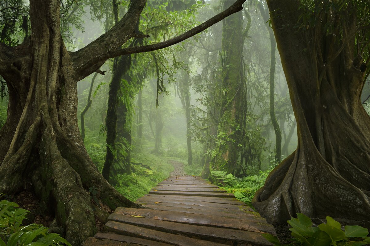 Fototapeten Ein mystischer Weg, der von einem üppigen Wald umgeben ist