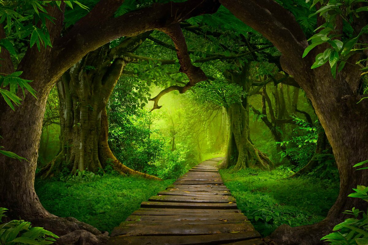 Fototapeten Ein heller Weg zwischen alten Waldbäumen