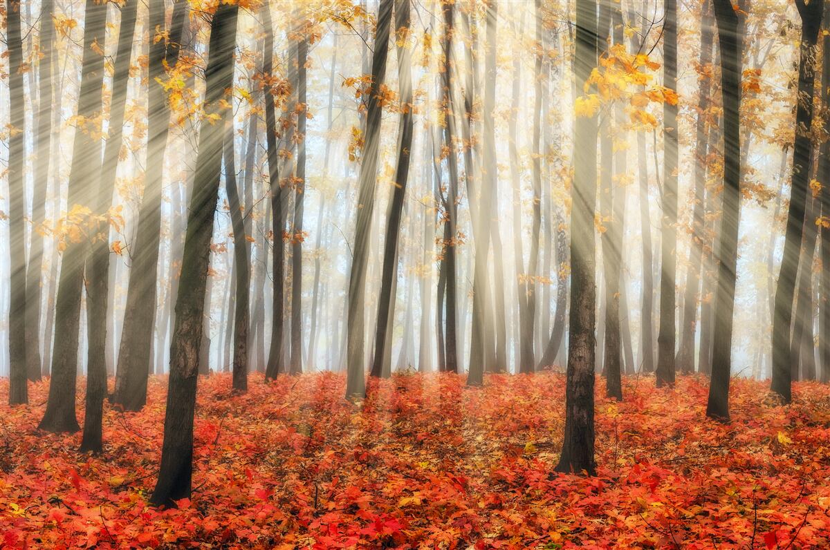 Fototapeten Sonnenstrahlen und anmutige Herbstbäume, die ihre Blätter verloren haben