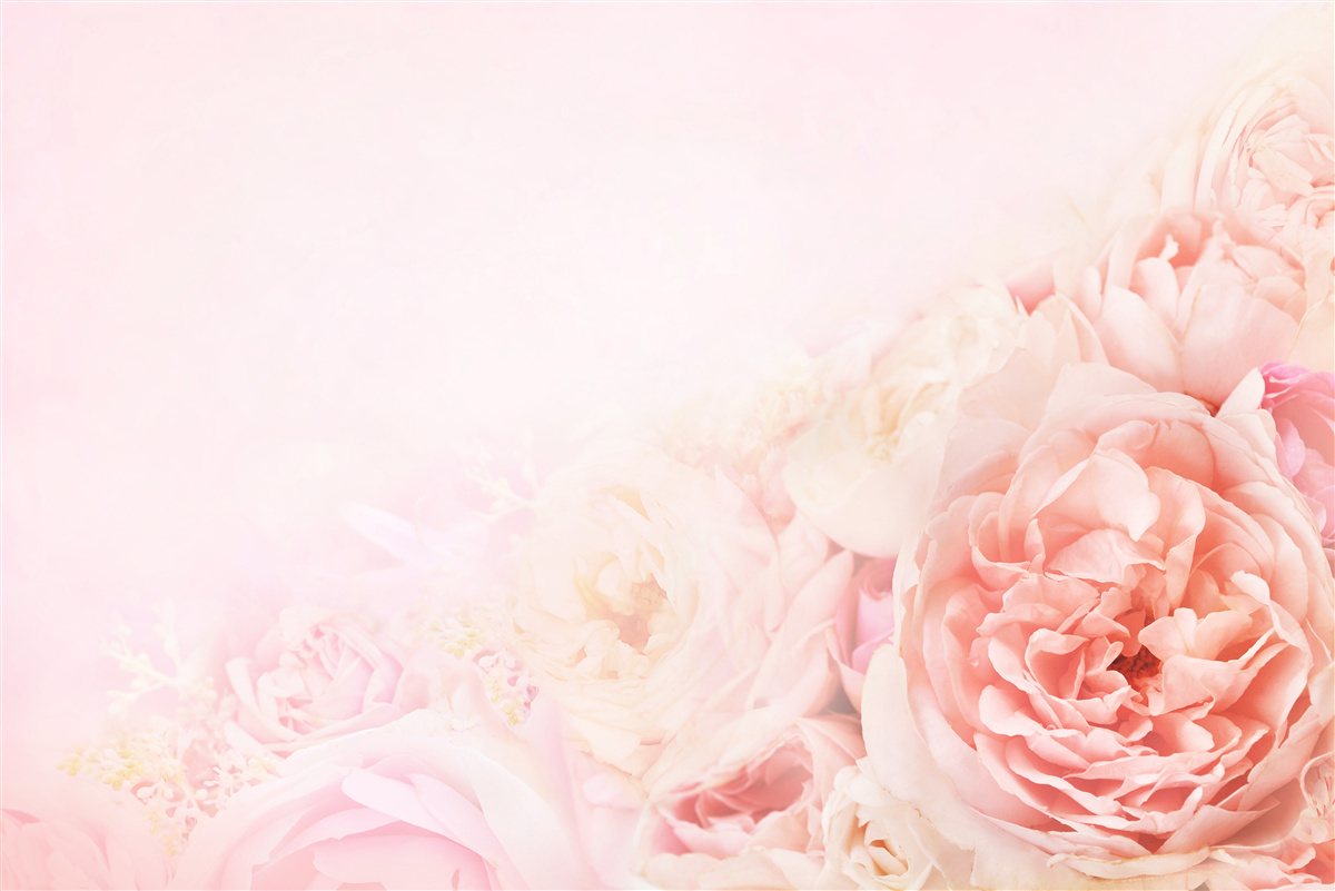 Fototapeten Dünne rosa Blüten