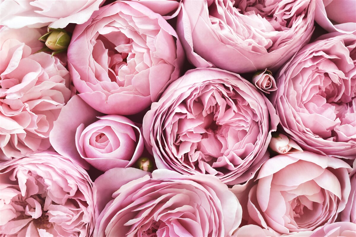 Fototapeten Rose in einem Blumenstrauß ist eine unvergessliche Sichtweise