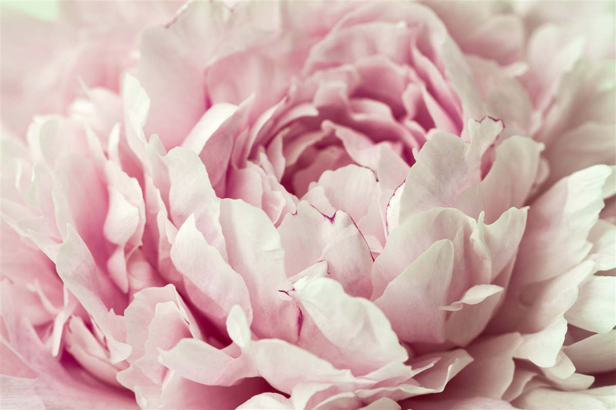 Fototapeten weiche Blätter rosa Blume