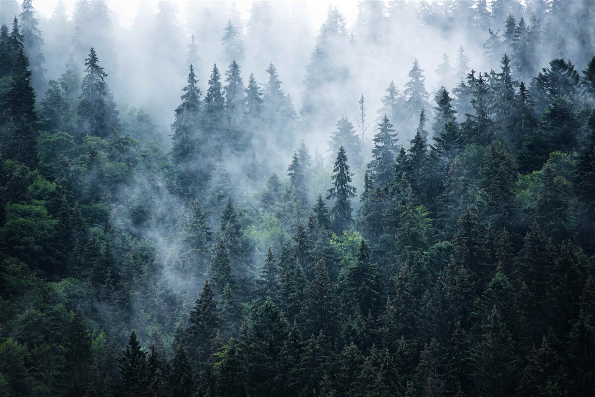 Fototapeten Nebel fällt auf einen Fichtenhain