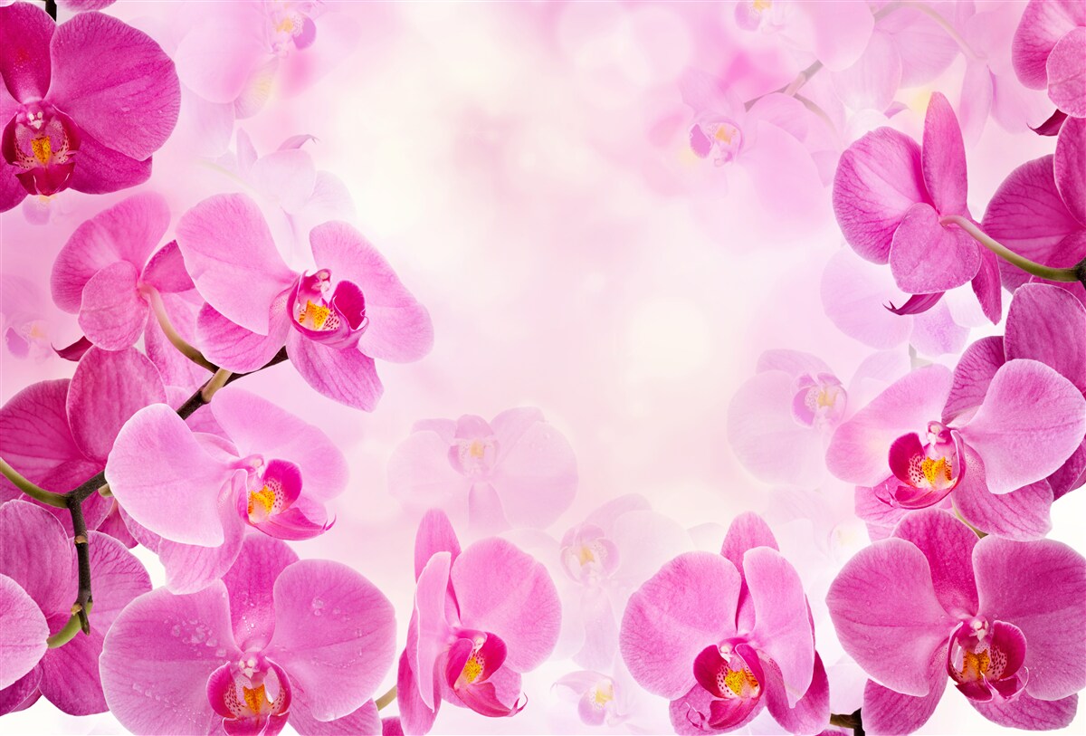 Fototapeten Die Knospen der lila Orchidee sind groß