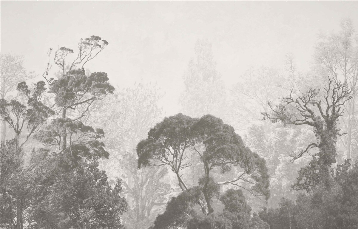 Fototapeten Der Nebel wickelt die Oberseite der tropischen Bäume ein