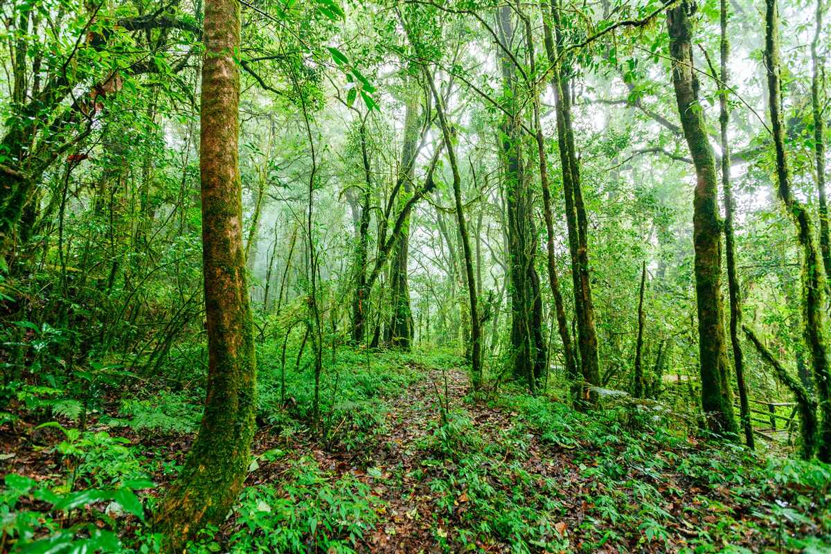 Fototapeten Der erfrischte Wald nach dem Regen wurde zum Smaragd