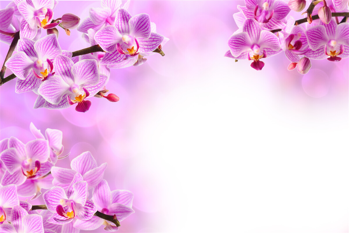 Fototapeten Lila Orchideenzweige mit Blumen bedeckt