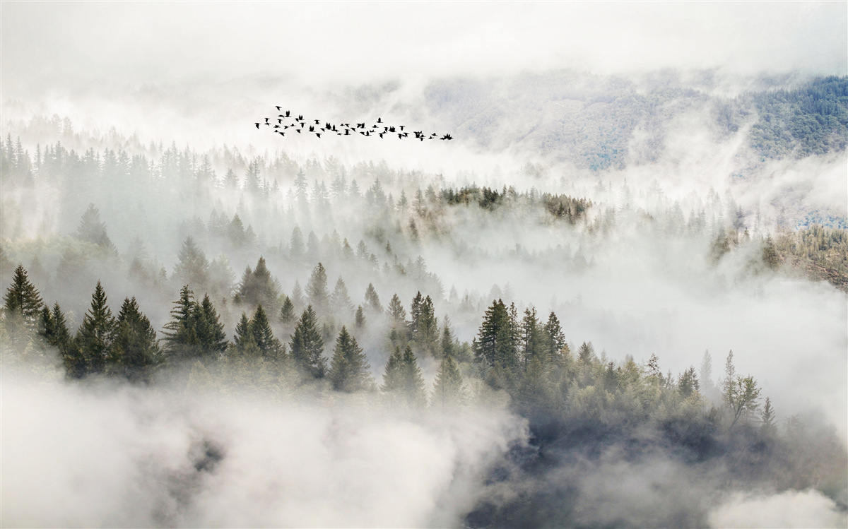 Fototapeten dichter Morgennebel