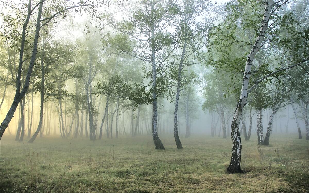 Fototapeten Hohe Birken, die im Morgennebel umhüllt sind