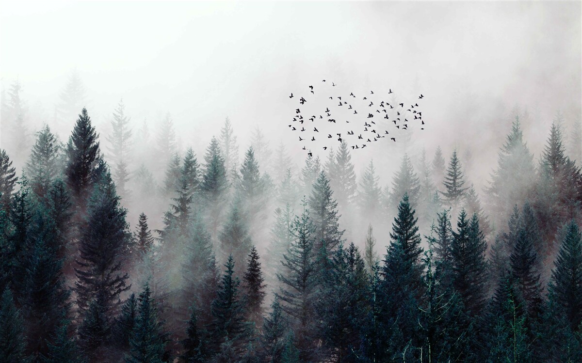 Fototapeten Dicke Dunkelheit und Vögel