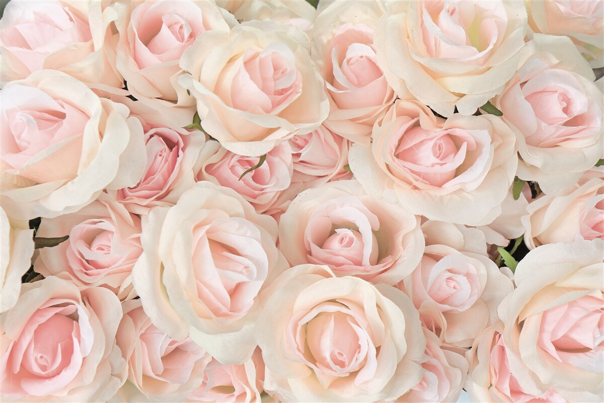 Fototapeten Viele zarte rosa Rosen