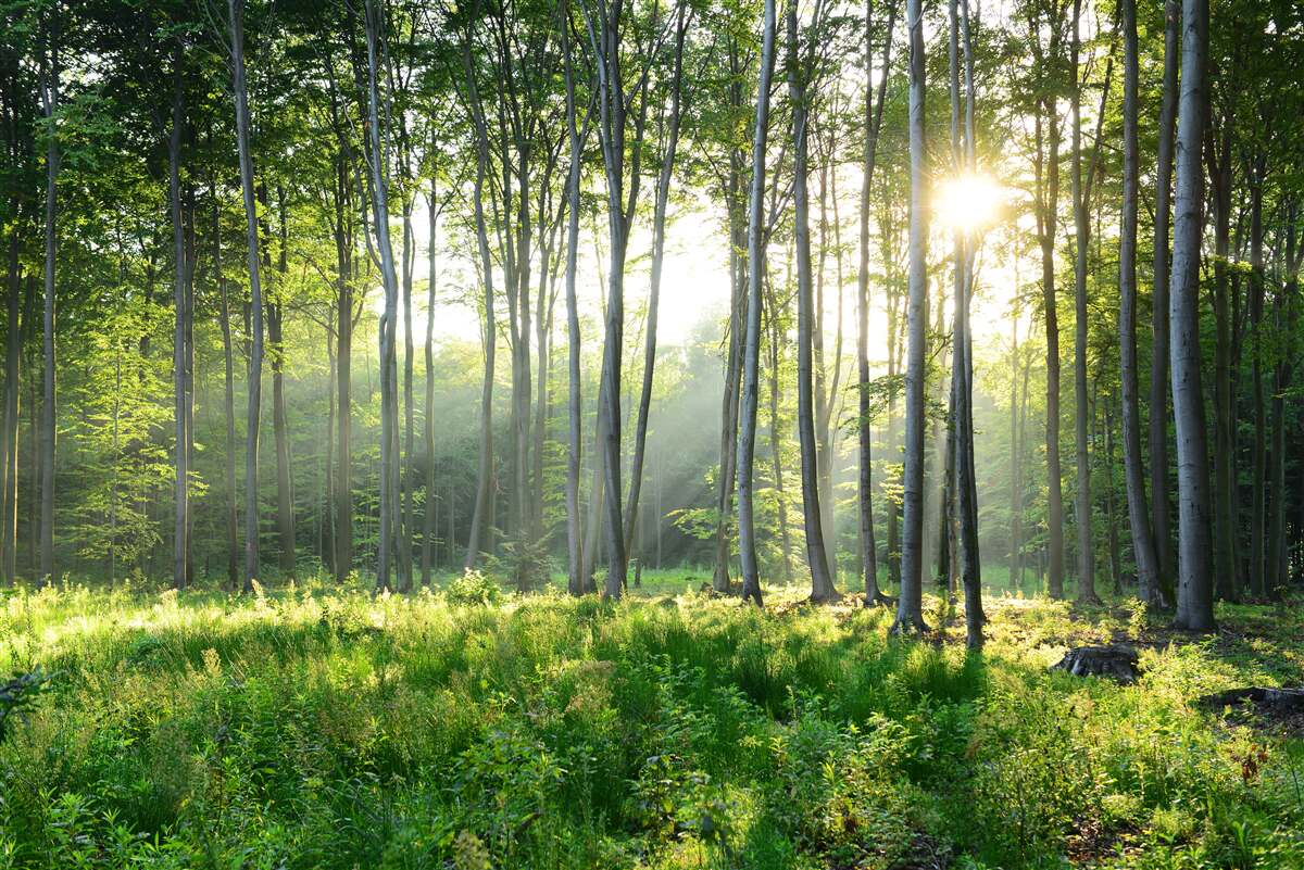Fototapeten Ein Ort im Busen der Natur mit Blick auf die Morgensonne im Wald