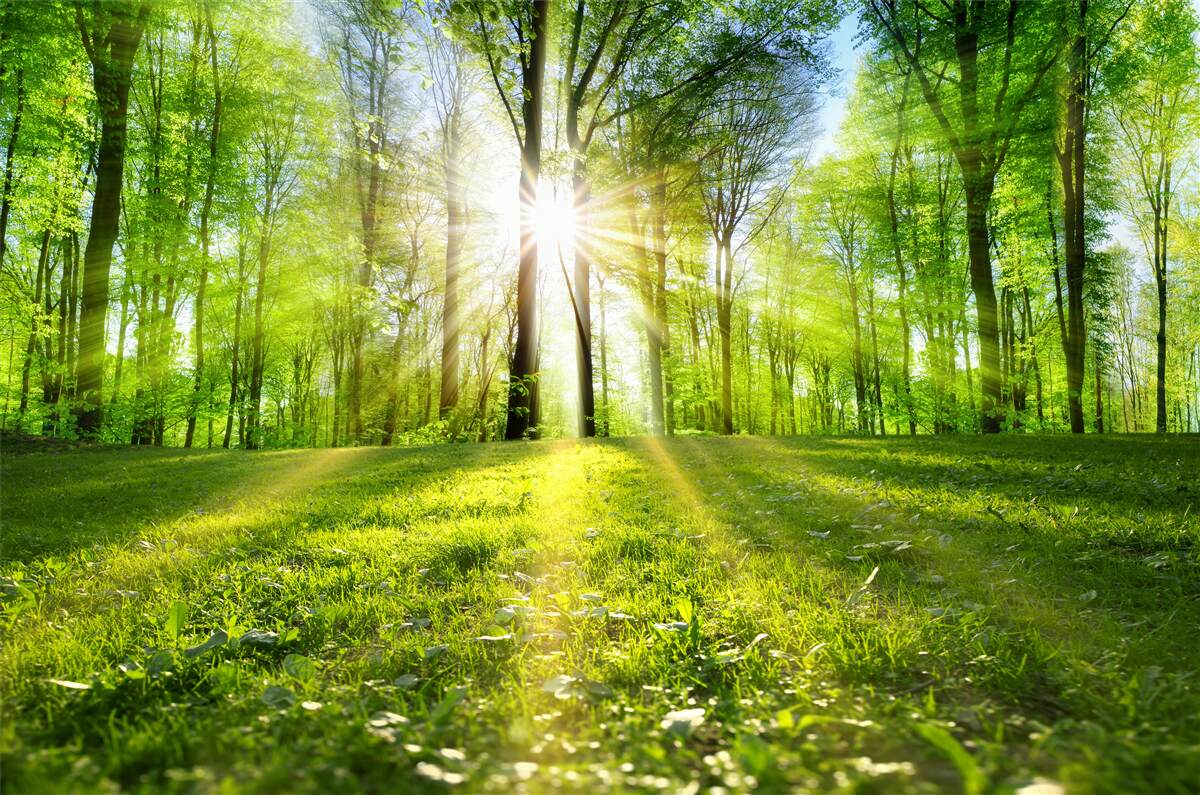 Fototapeten Die Sonne steigt im grünen Dickicht des Waldes auf