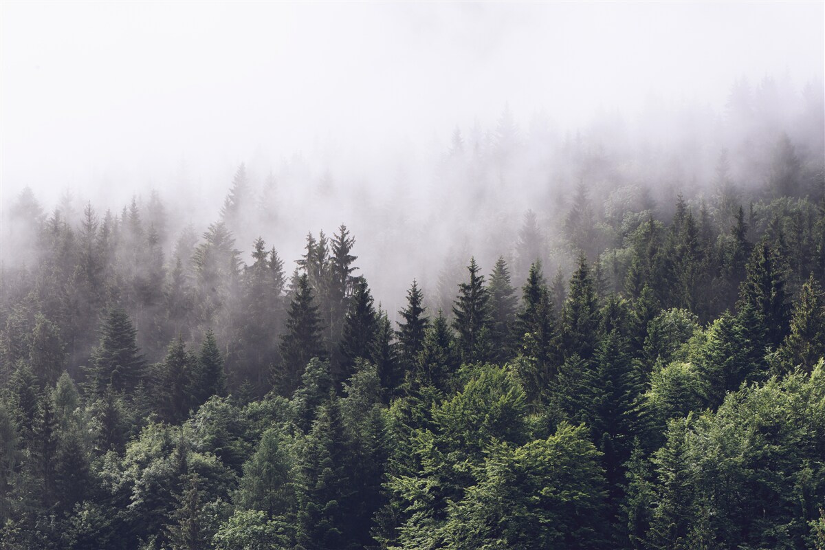 Fototapeten Ein Panoramablick auf einen Vogelflug auf einem nebligen Wald