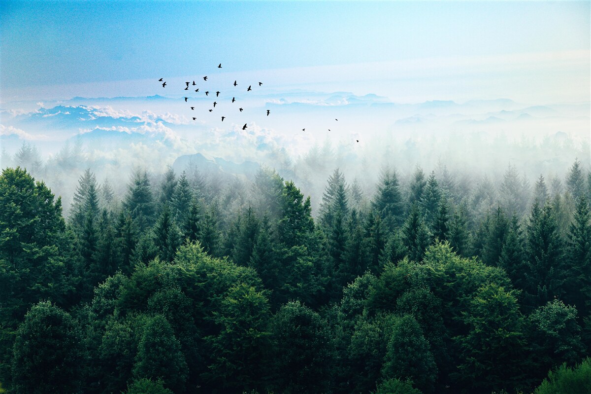 Fototapeten Die Vögel schweben hoch über den Kronen der Waldgiganten