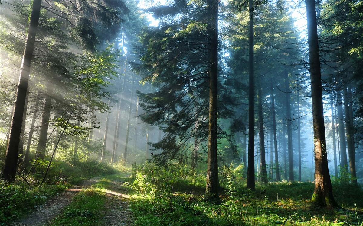 Fototapeten Weg durch einen nebligen Wald