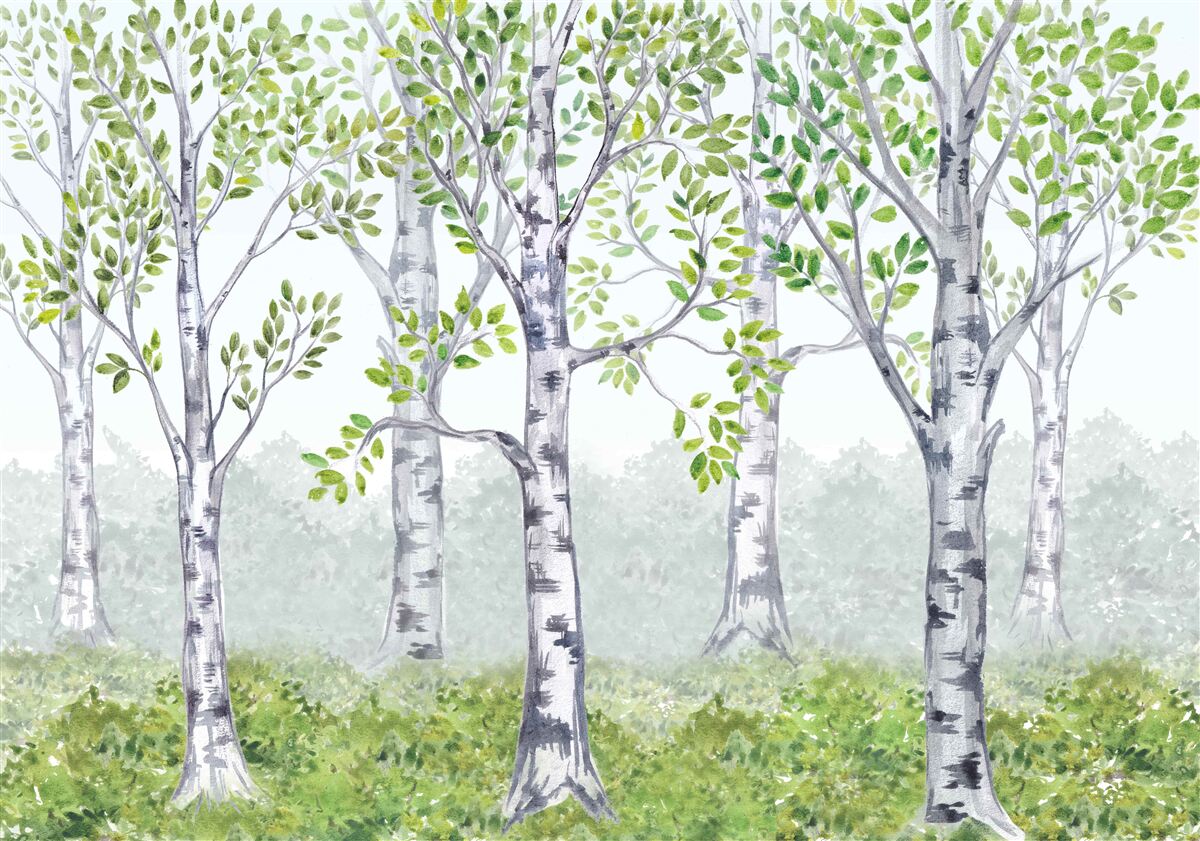 Fototapeten Birkenwald