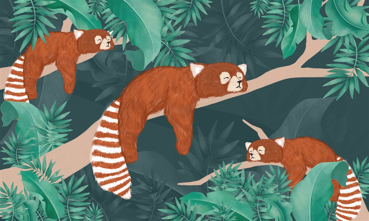 Fototapeten Orange Pandas ruhen auf Zweigen