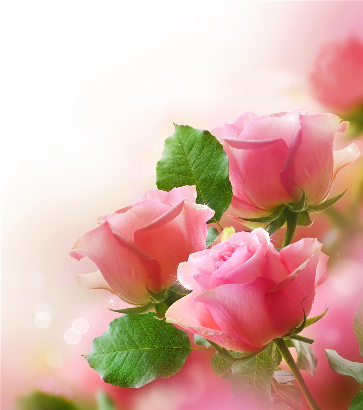 Fototapeten Weiche purpurrote Rosen mit grünen Blättern