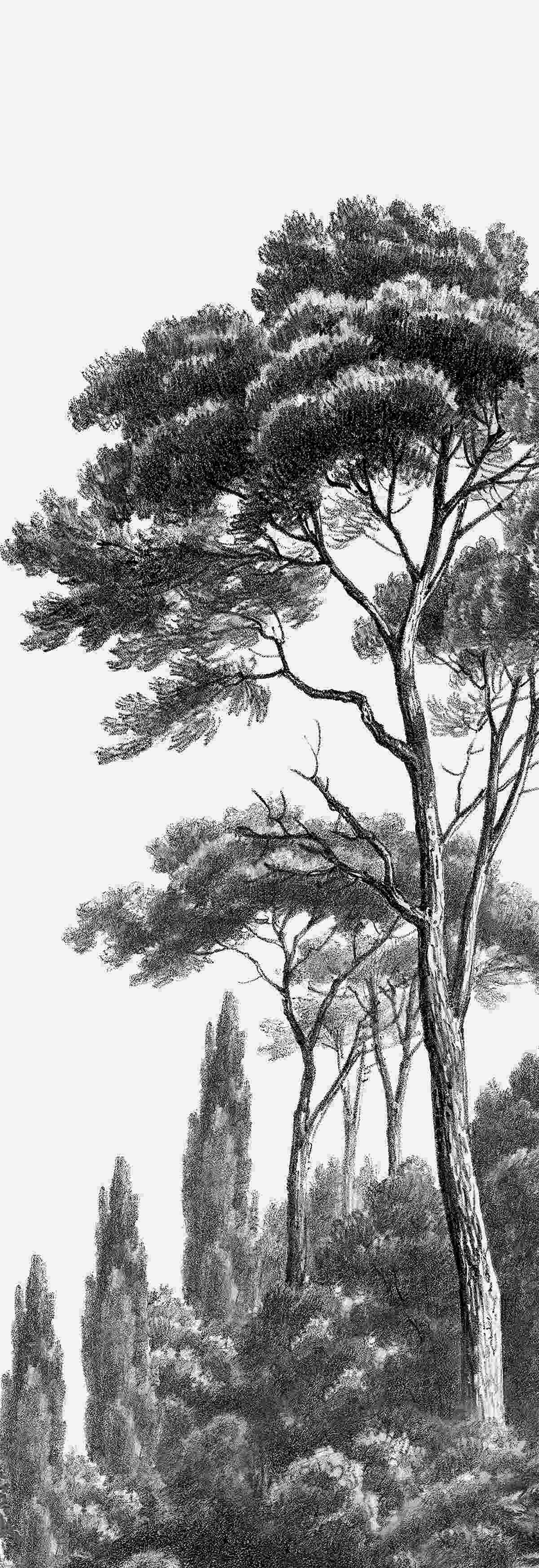 Fototapeten dicht an einen großen mit Wald bedeckten Baum grenzt
