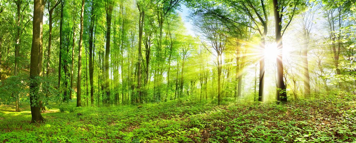 Fototapeten Morgendämmerung im Wald, wo grüne Blätter regieren