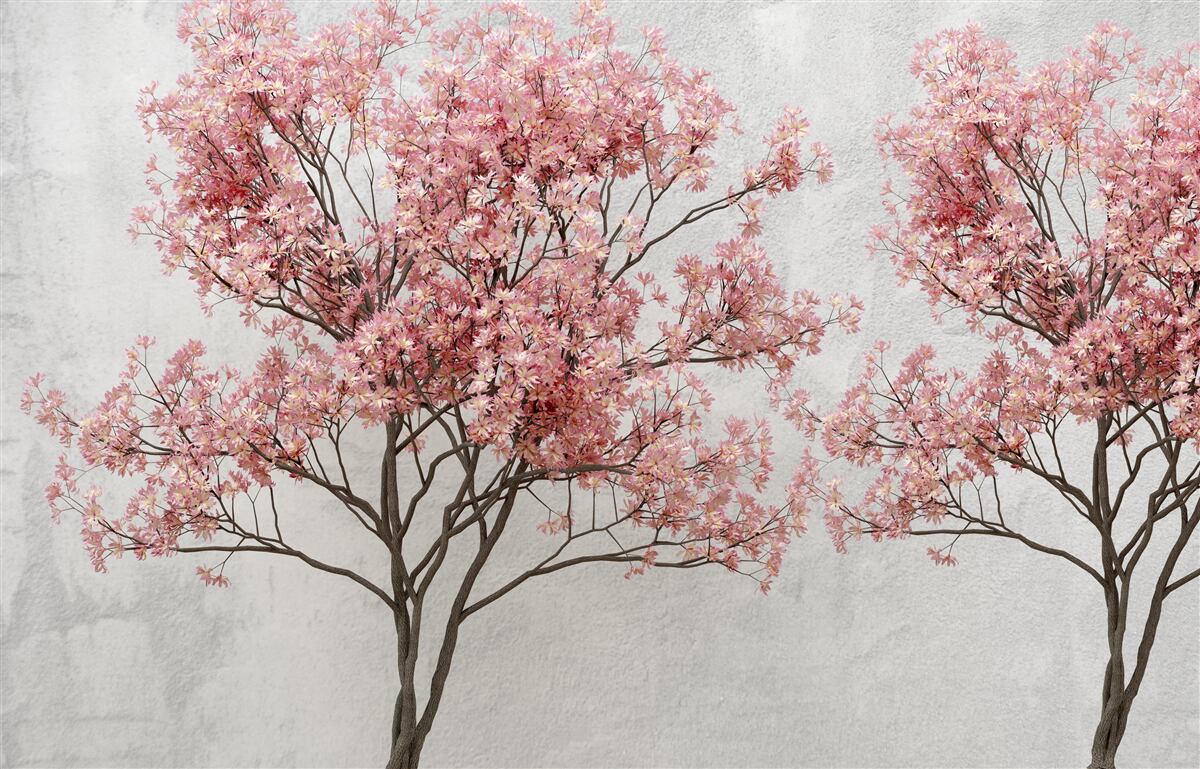 Fototapeten Morgennebel umgibt rosa Sakura Blumen