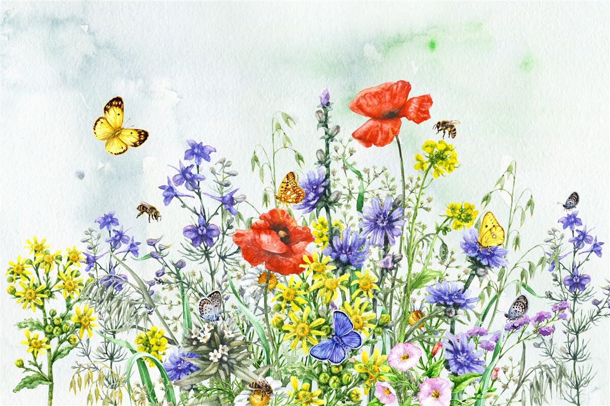 Fototapeten Spektakuläre Schmetterlinge und Wieseblumen im Sommer