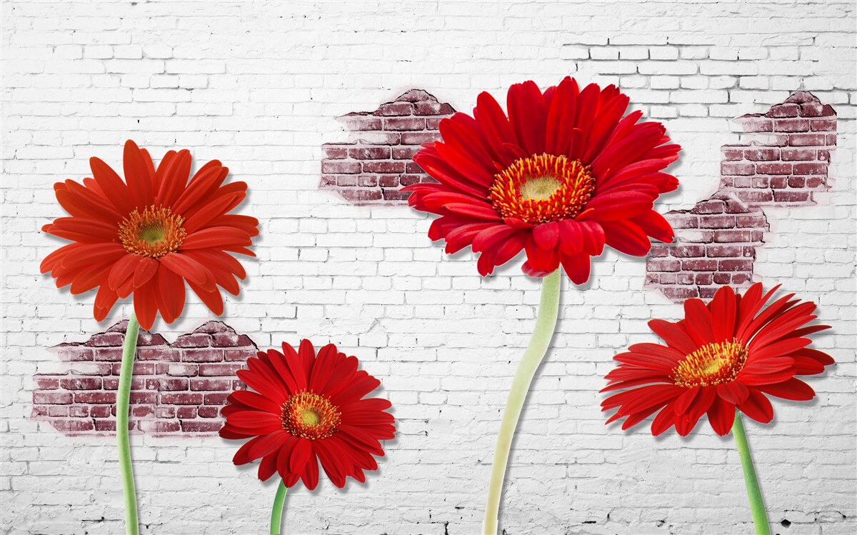 Fototapeten Elegante rote Gerberas