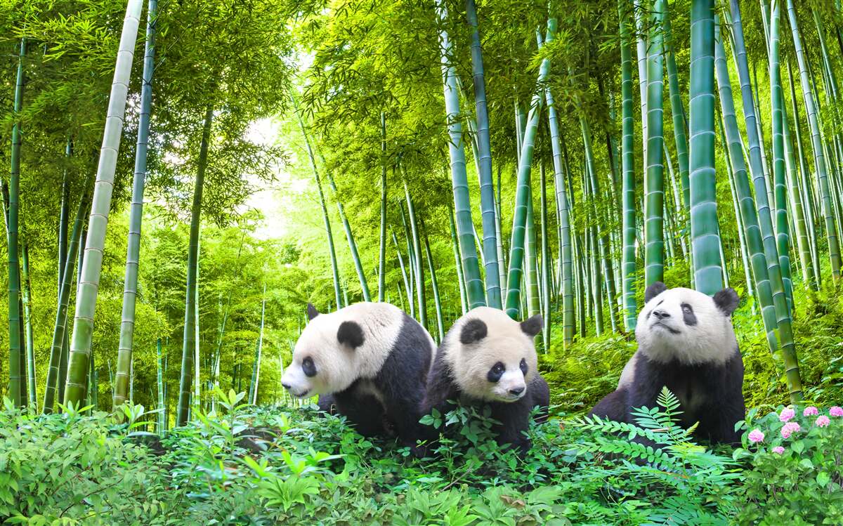 Fototapeten Bambuswald voller Panda