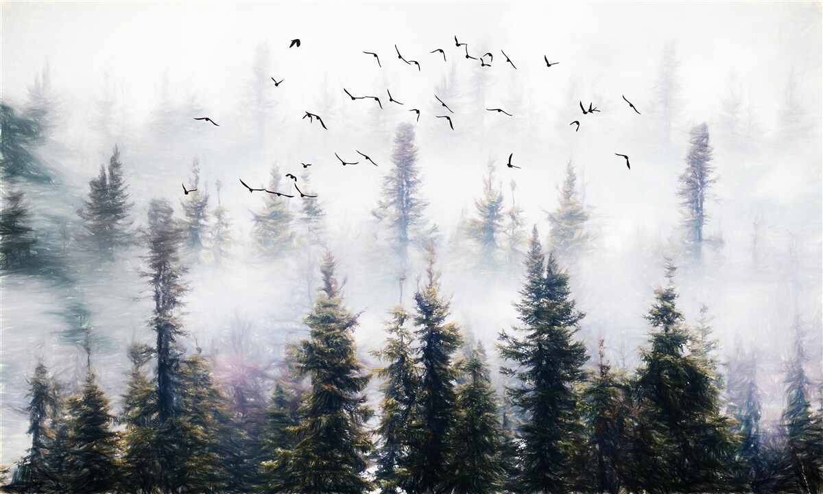 Fototapeten Die Malen der Bewohner steigen über den mysteriösen Kiefernwald, der von Nebel umgeben ist