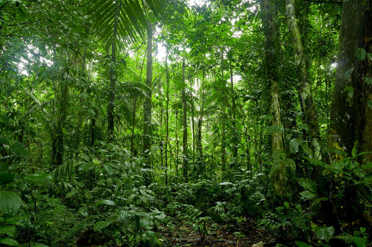 Fototapeten Landschaft des Regenwaldes, Amazonien