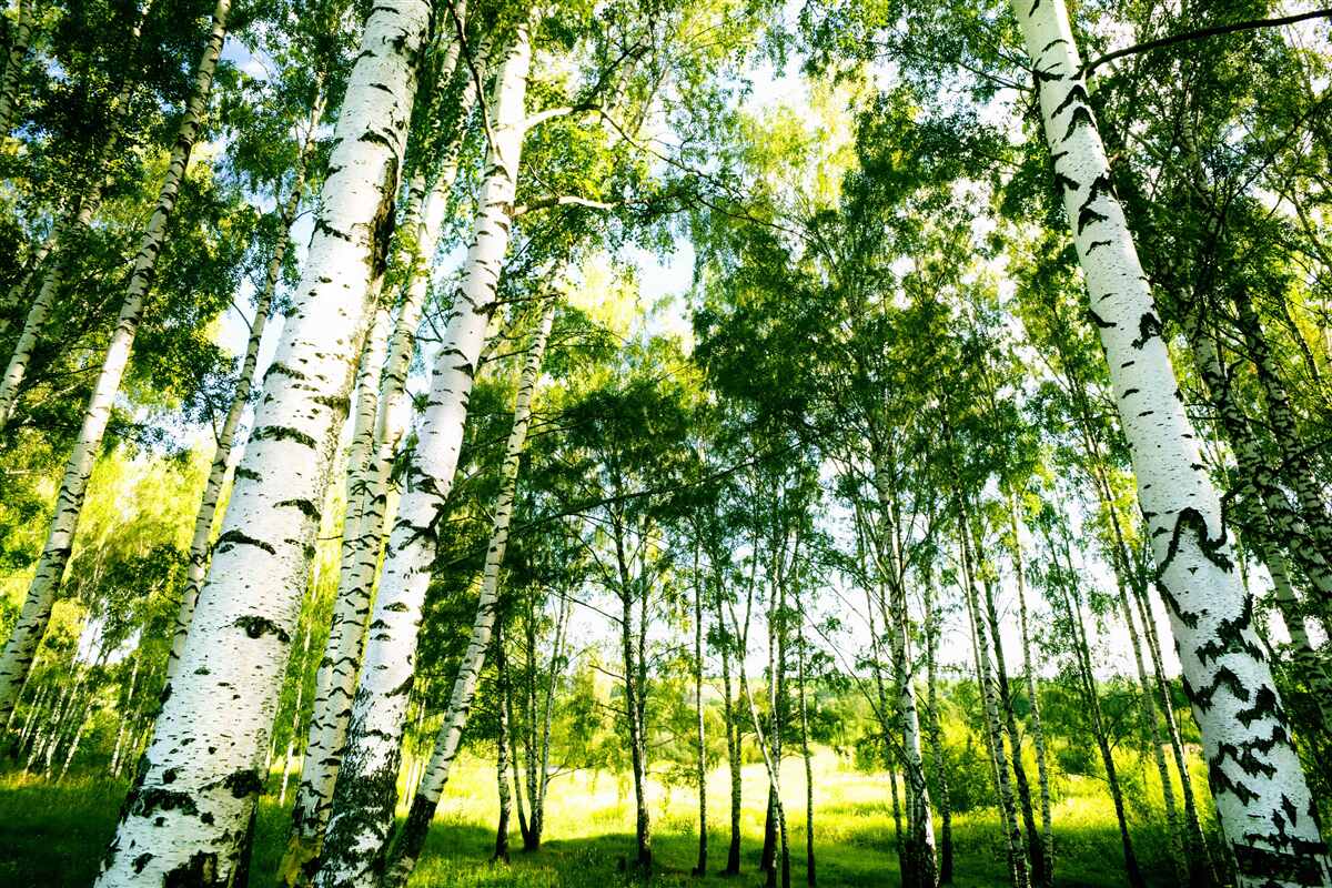 Fototapeten Birkenwald