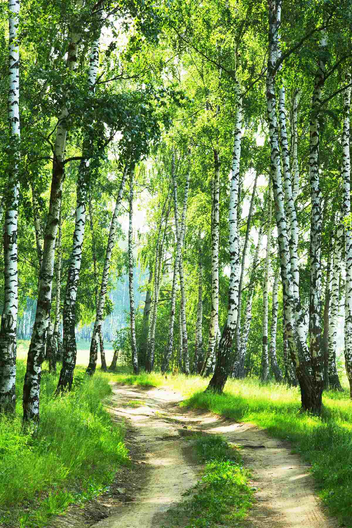 Fototapeten Birkenwald