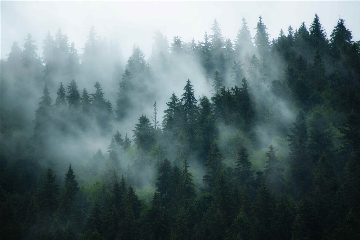 Fototapeten Nebel lauert in den Kiefern