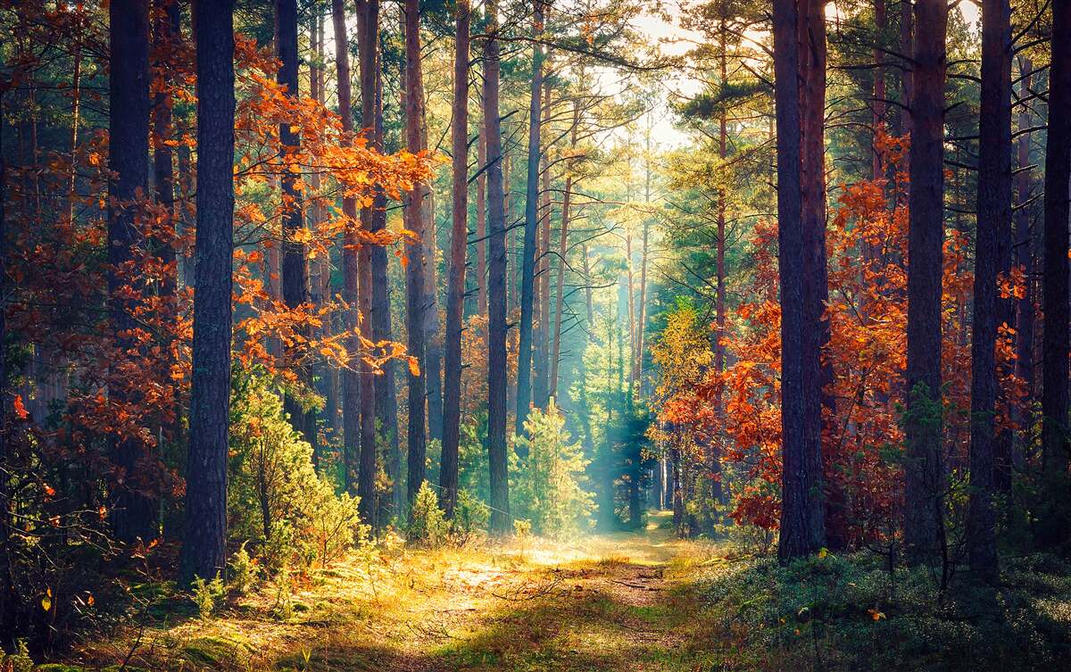 Fototapeten im Herbst im Wald