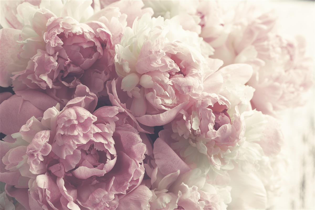 Fototapeten Rosenblüten in einem rosa Farbton