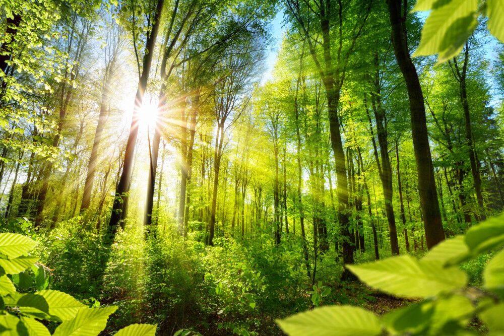 Fototapeten Der Wald wird von der Sonne beleuchtet