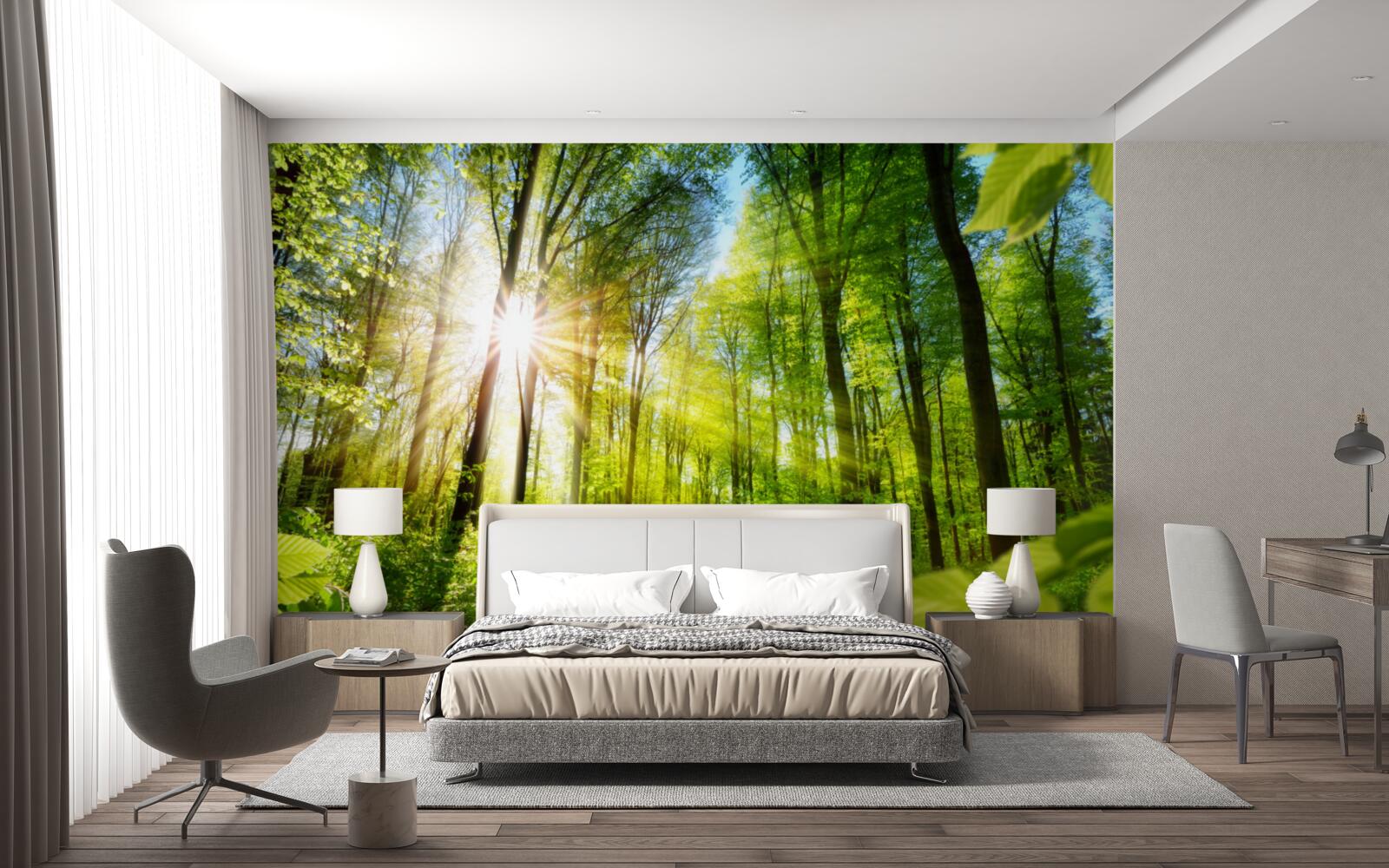 Fototapeten Der Wald wird von der Sonne beleuchtet