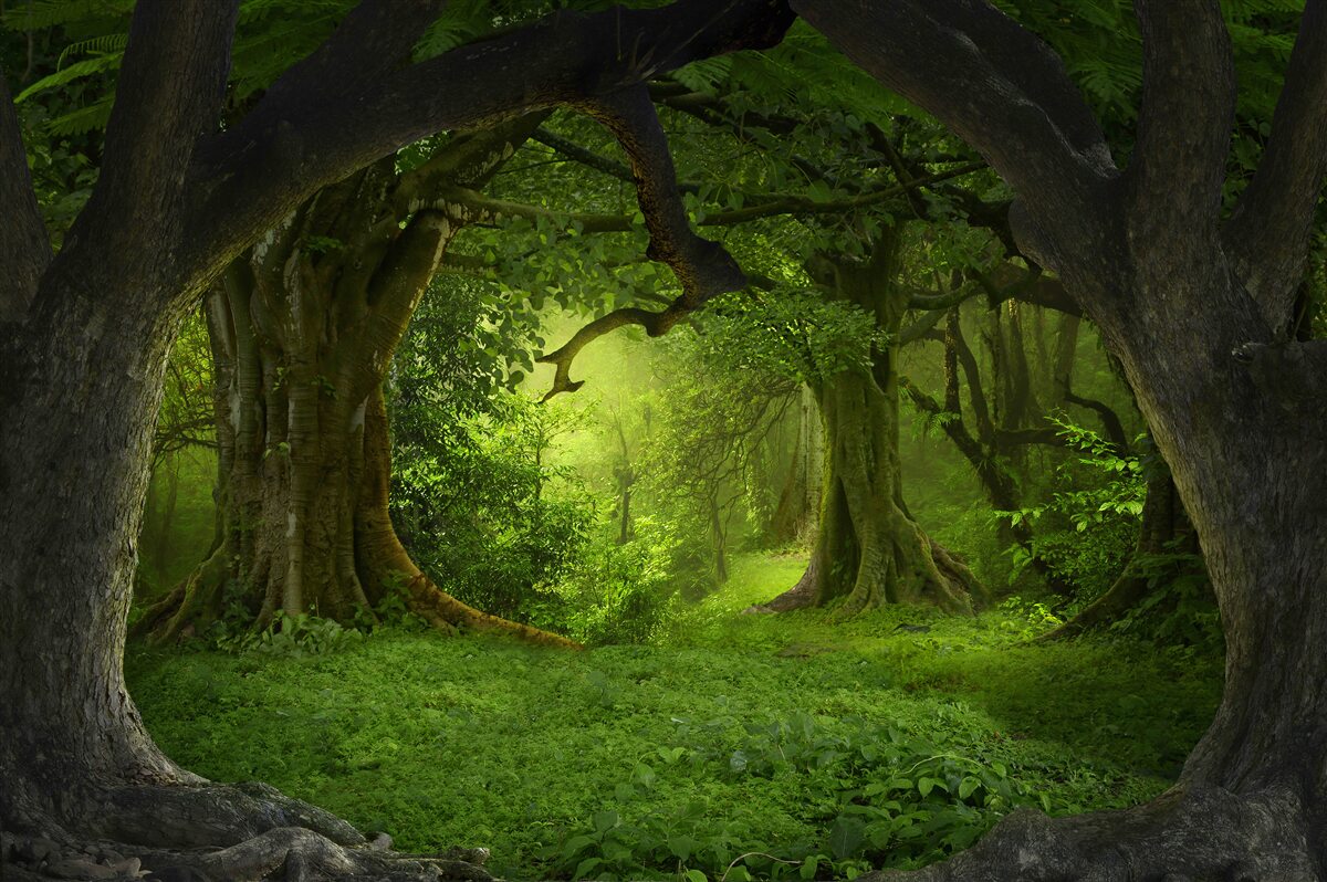 Fototapeten Wald voller Zaubersprüche