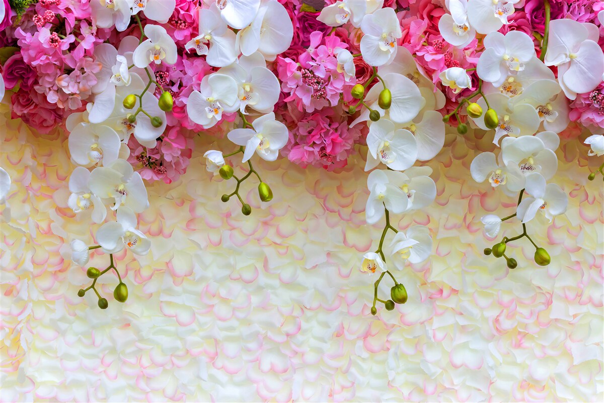 Fototapeten süße Orchideen