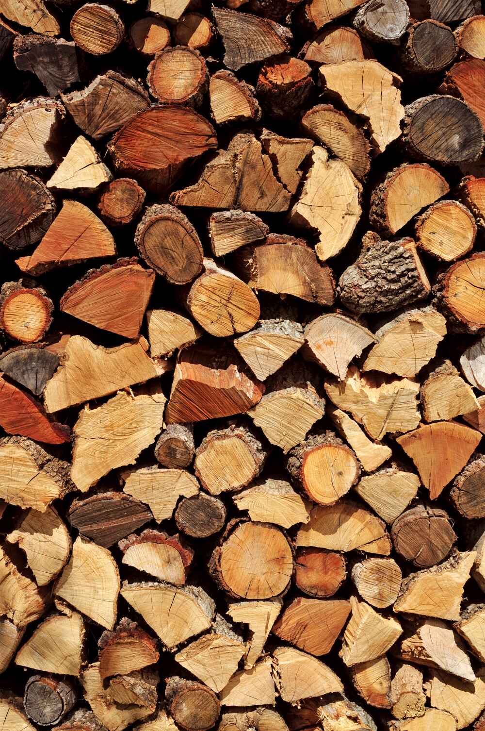 Fototapeten Bücher über Waldprodukte
