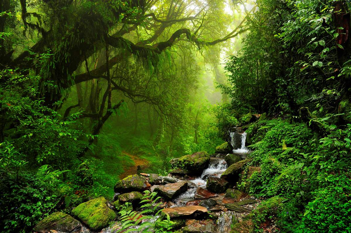Fototapeten Waldwasserfall